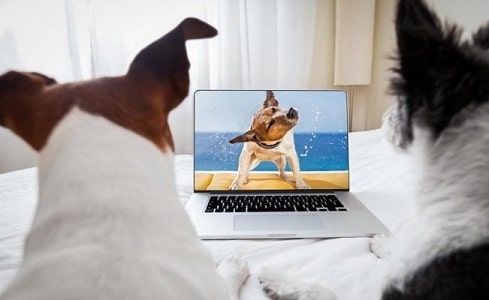 estudio describe que los perros también ven la tele